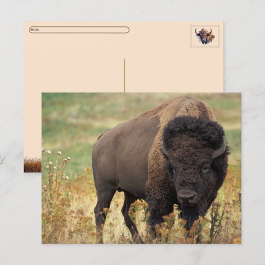 Carte postale Postcrossing Bison d'Amérique / Biso (Devant / Derrière)