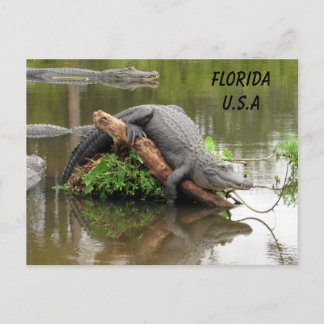 Carte Postale Postcrossing Floride Alligator avec boîte ID