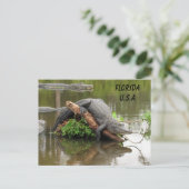 Carte Postale Postcrossing Floride Alligator avec boîte ID (Debout devant)