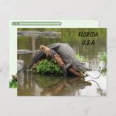 Carte Postale Postcrossing Floride Alligator avec boîte ID (Devant / Derrière)