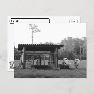 Carte Postale Postcrossing On the Ranch - Cows - Black and White