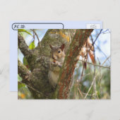 Carte Postale Postcrossing Photo d'un Écureuil Adorable (Devant / Derrière)