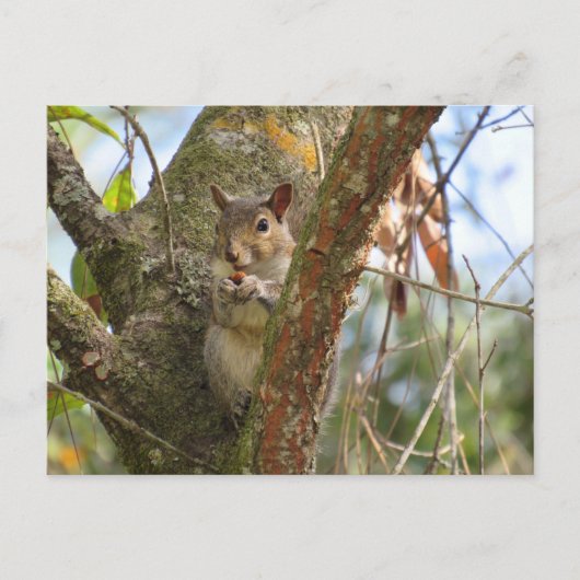 Carte Postale Postcrossing Photo d'un Écureuil Adorable (Devant)