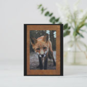 Carte Postale Postcrossing Renard de Près (Debout devant)