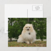 Carte Postale Poste de poméraning (Devant / Derrière)