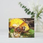 Carte Postale Poste de Tarjeta De Avispas (Debout devant)