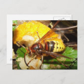 Carte Postale Poste de Tarjeta De Avispas (Devant / Derrière)