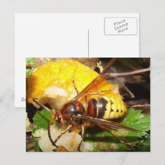 Carte Postale Poste de Tarjeta De Avispas (Devant / Derrière)