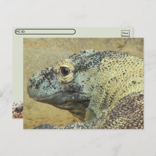 Carte Postale Poste - Komodo Dragon (Devant / Derrière)