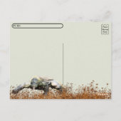 Carte Postale Poste - Komodo Dragon (Dos)