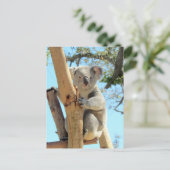 Carte Postale Poste - Photo de Koala (Debout devant)