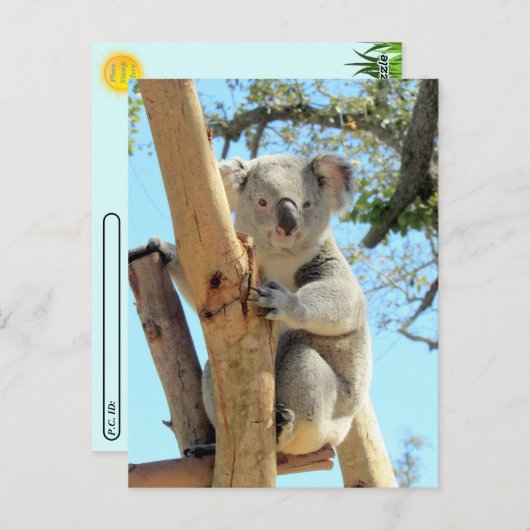 Carte Postale Poste - Photo de Koala (Devant / Derrière)