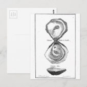 Carte Postale Poster de animal vintage Oyster (Devant / Derrière)