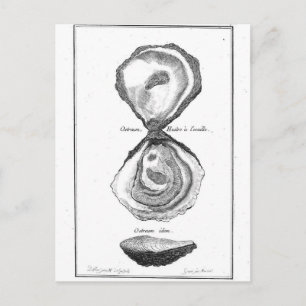 Carte Postale Poster de animal vintage Oyster