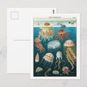 Carte Postale Poster de la méduse océanographie vintage (Devant / Derrière)