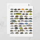 Carte Postale Poster du groupe Cichlid (Devant / Derrière)