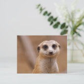 Carte Postale Poster Meerkat (Debout devant)