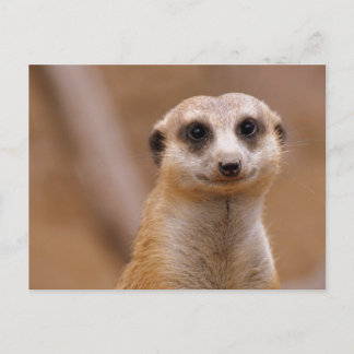 Carte Postale Poster Meerkat