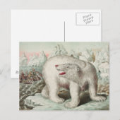 Carte postale Poster Ours Polaire (Devant / Derrière)