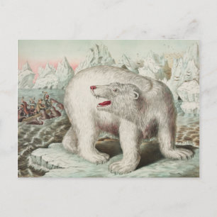 Carte postale Poster Ours Polaire