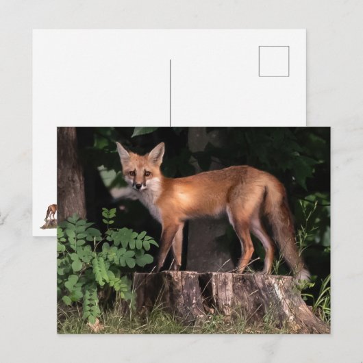 Carte Postale Poster Red Fox (Devant / Derrière)