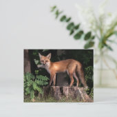Carte Postale Poster Red Fox (Debout devant)