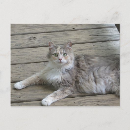 Carte Postale Poster un chat gris (Devant)
