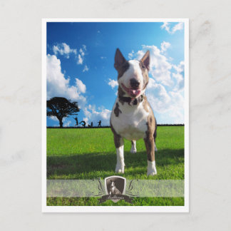 Carte Postale Postkarte Bullterrier