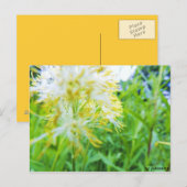 Carte Postale Postkarte - Gelbe Blume (Devant / Derrière)