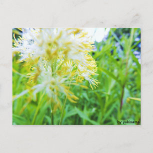 Carte Postale Postkarte - Gelbe Blume