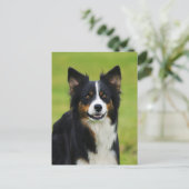 Carte Postale Postkarte / Hunde Bordure Collie Portrait (Debout devant)