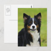 Carte Postale Postkarte / Hunde Bordure Collie Portrait (Devant / Derrière)