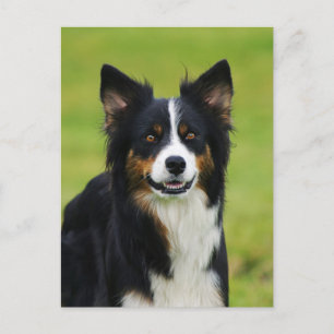 Carte Postale Postkarte / Hunde Bordure Collie Portrait