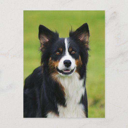 Carte Postale Postkarte / Hunde Bordure Collie Portrait (Devant)