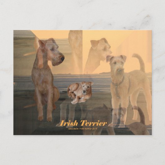 Carte Postale Postkarte "Irish Terrier" (Devant)
