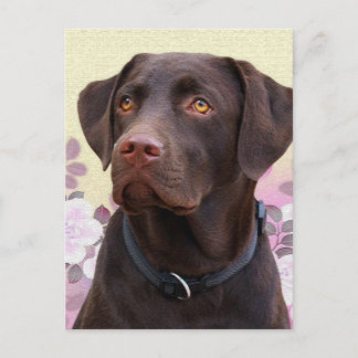 Carte Postale Postkarte Labrador Lorenzo