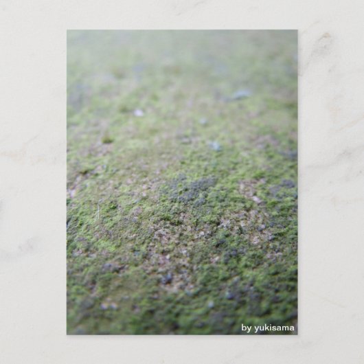 Carte Postale Postkarte - Moß (Devant)
