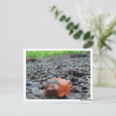 Carte Postale Postkarte - Nacktschnecke (Debout devant)