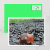 Carte Postale Postkarte - Nacktschnecke (Devant / Derrière)