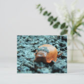 Carte Postale Postkarte - Nacktschnecke II (Debout devant)