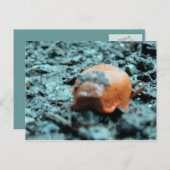 Carte Postale Postkarte - Nacktschnecke II (Devant / Derrière)