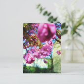 Carte Postale Postkarte - Rosa Blumen (Debout devant)