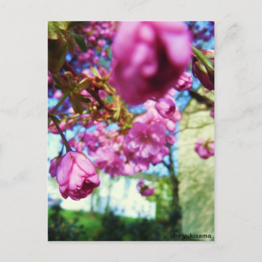 Carte Postale Postkarte - Rosa Blumen (Devant)