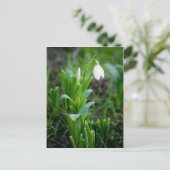 Carte postale | Postkarte Schneegloeckchen (Debout devant)