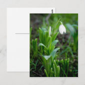 Carte postale | Postkarte Schneegloeckchen (Devant / Derrière)