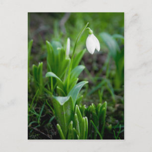 Carte postale   Postkarte Schneegloeckchen