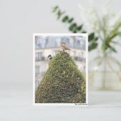 Carte Postale Postkarte - Vögel (Debout devant)