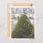 Carte Postale Postkarte - Vögel (Devant / Derrière)