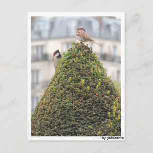 Carte Postale Postkarte - Vögel