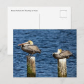 Carte Postale Posts de pélicans Brown (Devant / Derrière)